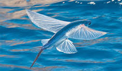 Flying Fish